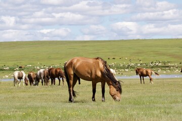 Naklejka na ściany i meble herd of horses, Mongolia 