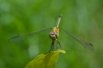 Dragonfly on green leaf in the garden.