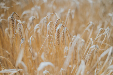 Planta de cereal muy cultivado en el mundo