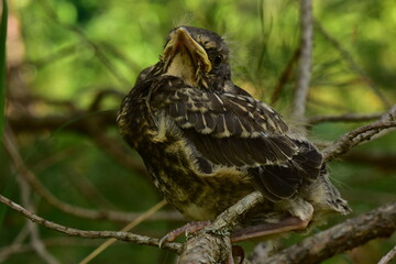 Young bird thrush in beautiful plumage in the morning sunlight