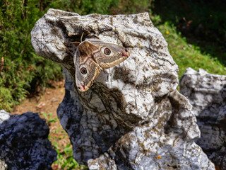 Very beauty butterfly on stone. 