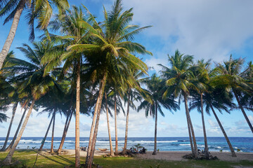 Fototapeta na wymiar Tropical landscape. Beach with coconut palm trees.