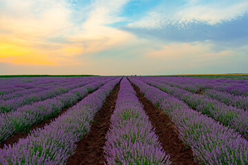 Fototapeta na wymiar Sunset and lavender in summer