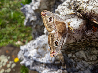 Very beauty butterfly on stone.