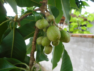 fruta magnólia amarela - magnolia champaca