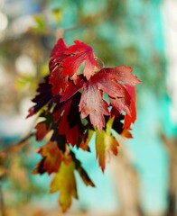 branch of autumn red leaves on a blue background