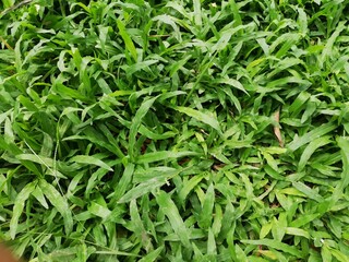 The grass is fresh and very fertile