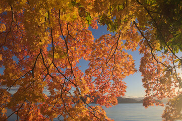 autumn in the park