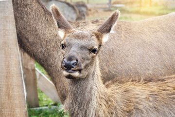 Noble deer. Young female red deer on a reindeer farm