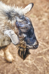 Naklejka na ściany i meble Cameroon goat. Cameroon hornless goat on a reindeer farm