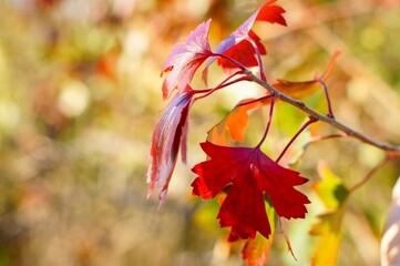 branch of autumn red leaves on bokeh background