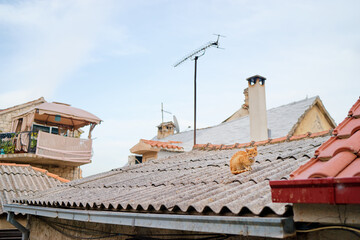 Tiled roof of old europian town with a cat on it.. Split, Croatia.