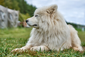 Obraz premium White dog. Senior dog. Long-haired white old dog lying on the grass