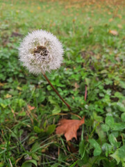 Dandelion seeds in the autumn