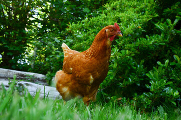 Gallina ponedora en ambiente ecológico y natural