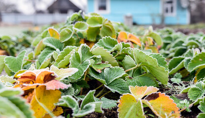 strawberries grow in the garden on the ground