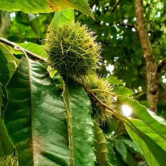 close up of tree chestnut
