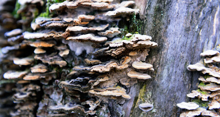 A colony of parasitic fungi grow on a tree.