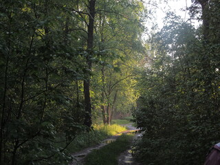 morning in the forest