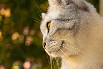 Cat looking away and blurred Christmas tree on background. Pet Christmas celebration cats concept. Selective focus