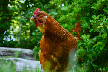 gallinas ponedoras en ambiente natural, criadas ecologicamente