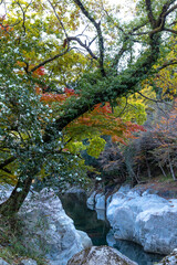 魔林狭の紅葉
