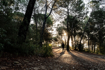 Persona paseando por el bosque