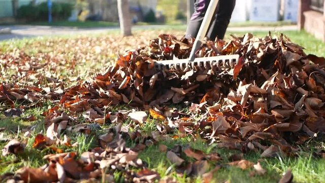 Autumn's cleanup. Woman collecting fallen autumn leaves in the yard. 