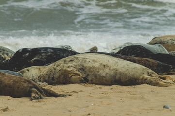Seals in Horsey Gap, Norfolk, UK. Photographed in April  2017
