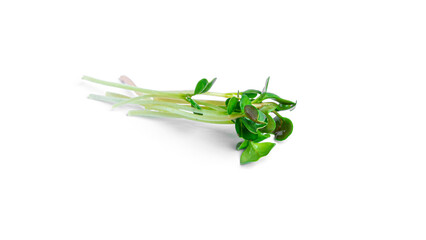 Microgreen on a white background. High quality photo