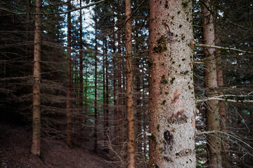 Naklejka premium Pine bark. Trees in the forest.