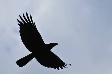 鳥のシルエット