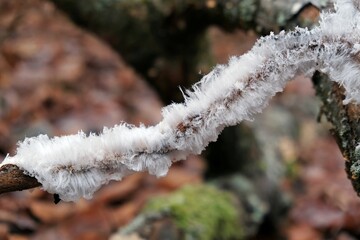 An unusual natural phenomenon   
 - mysterious hair ice on wood looks like angle hair. The fungus Exidiopsis effusa is responsible for this crystallization process.