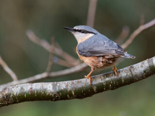 A Nuthatch (Sitta europaea) sits on a tree branch with crystal clear eye
