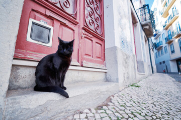 Black cat sitting near his house door on Lisbon's street.
