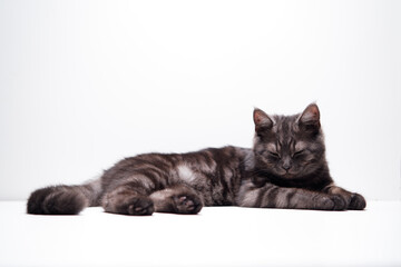 Adorable scottish black tabby kitten on white background.