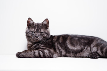 Adorable scottish black tabby kitten on white background.