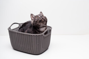 Adorable scottish black tabby kitten in the basket on white background.