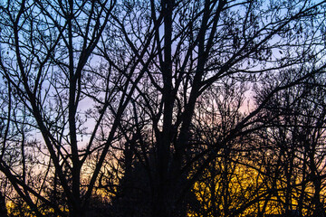 Winter Evening Sunset Behind Trees Autumnal Oranges