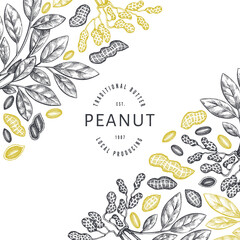 Hand drawn peanut branch and kernels design template. Organic food vector illustration on white background. Retro nut background. Engraved style botanical picture.