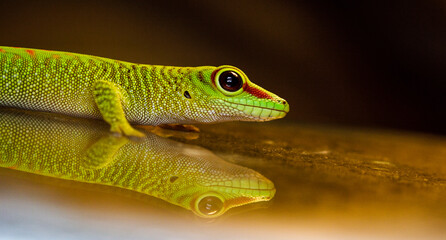 close up of a Madagascar gaint day gecko Phelsuma grandis 