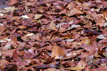Dry leaves on the tropical forest floor. 