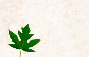 A green papaya leaf on the wall background