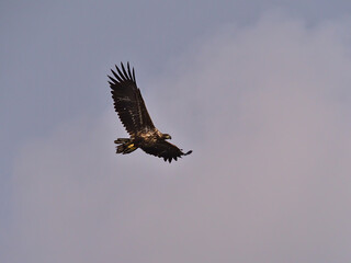 Majestic flying white-tailed eagle (haliaeetus albicilla) with spread wings and brown feathers on the sky viewed from below at the coast of Austvågøya island, Lofoten, Norway.