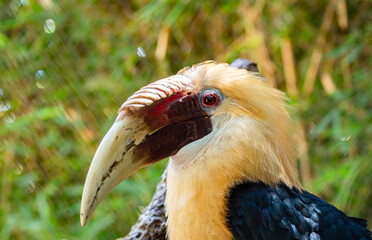 close up of a hornbill in malaga zoo