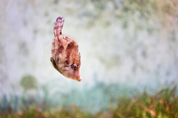 Fish and seaweed in aquarium.