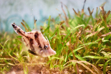 Fish and seaweed in aquarium.