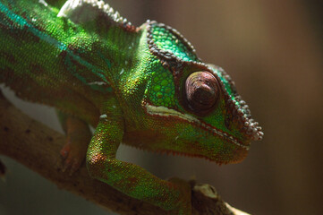 chameleon on a branch