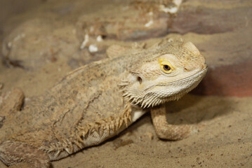 Closeup shot of oriental garden lizard with closed eyes. Calotes versicolor, Garden lizard.