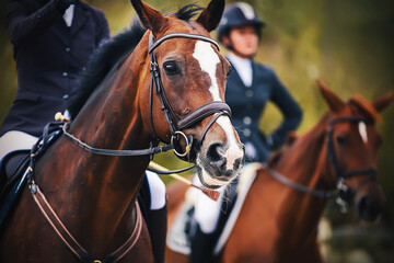 Portrait of a beautiful Bay horse with a rider sitting in the saddle, and in the background there...